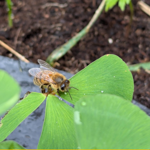 A bee drinking water on a leaf